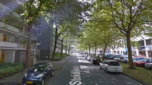 PvdA op de bres voor bomen aan Stokdijkkade en gemeentehuizen